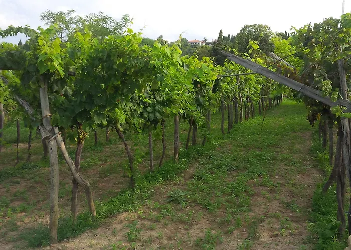 Διαμέρισμα Soncne Terase Πιράν